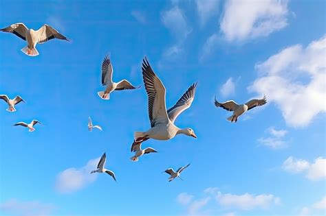 Premium Photo Flying Flock Of Wild Geese In Clear Blue Sky