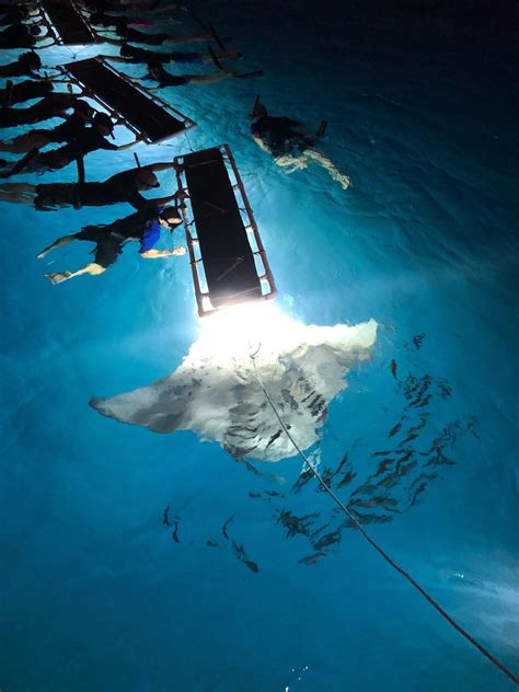 Night Manta Ray Snorkel In Kailua Kona Gallery