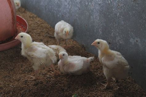 Waktu Yang Tepat Untuk Meniympan Pakan Ayam Di Gudang Bibit Unggul