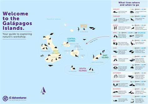 Wildlife In The South And East Galapagos Islands — Visas And Vistas