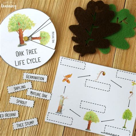 Printable Oak Tree Life Cycle Activity Look Were Learning