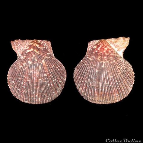 Pectinidae Mimachlamys Varia Linn Coquillages Fossiles