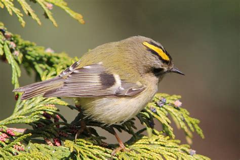 Goldcrest