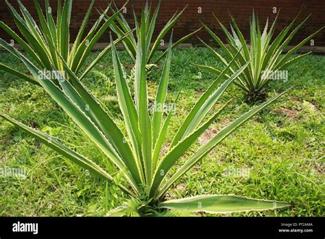 Blue Agave Tequila Agave Agave Tequilana Stock Photo Alamy