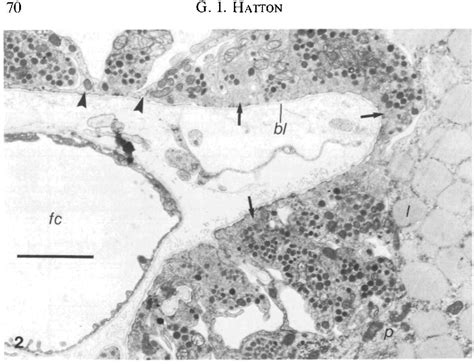 Figure 2 From Pituicytes Glia And Control Of Terminal Secretion