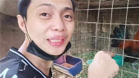 Rare Kalapati Breed Youtube