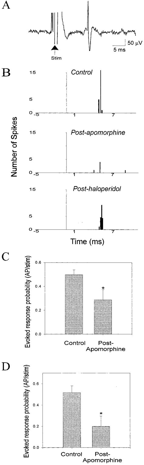 Da Receptor Activation Attenuates Mpfc And Md Evoked Short Latency