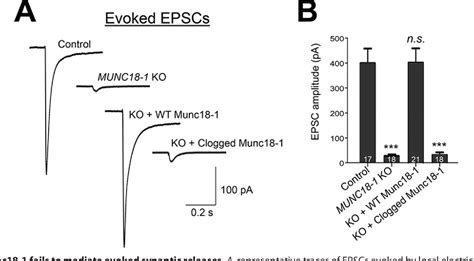 Figure 2 From The N Peptidebinding Mode Is Critical To Munc18 1