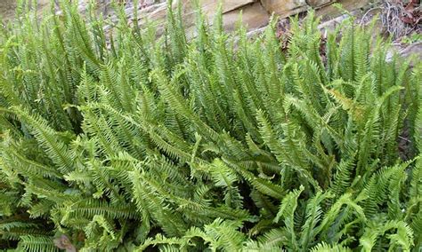 Boston Fern: How To Grow And Care For Nephrolepis Species | Epic Gardening