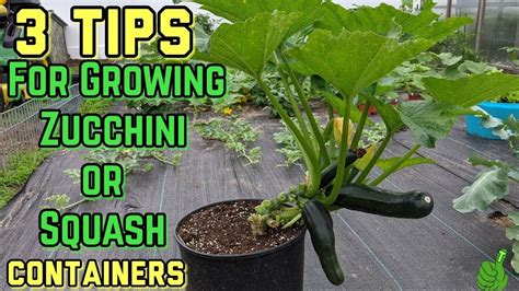 How To Grow Zucchini In A Container 3 Simple Tips Works For