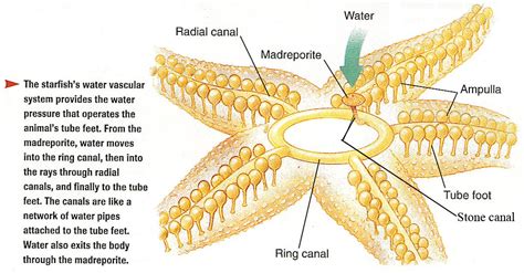 Echinoderms Diagram