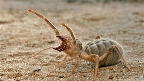 Solifugae Desciclopédia