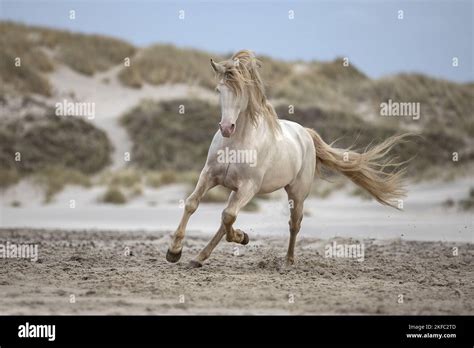 Rocky Mountain Horse at the beach Stock Photo - Alamy