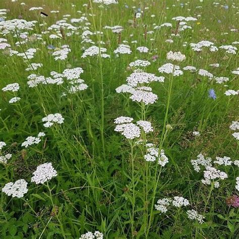 12 Best Weeds With White Flowers Balcony Garden Web