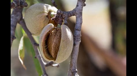 Gu A Pr Ctica C Mo Plantar Un Almendro Por Esqueje Paso A Paso