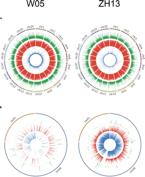 Dna N Methyladenine Modification In Wild And Cultivated Soybeans