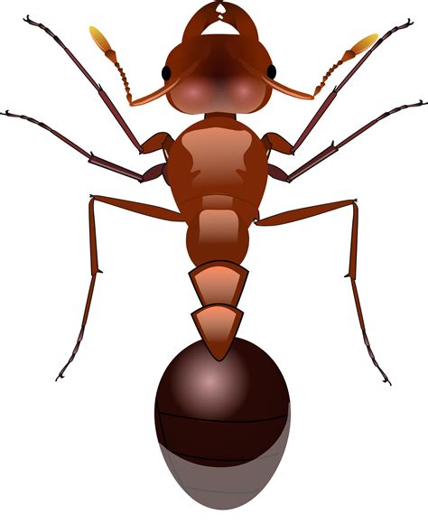 Ants Png Images Transparent Free Download