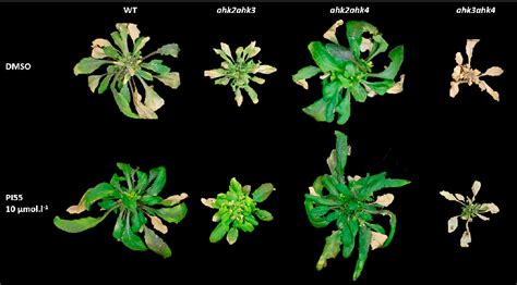 PDF The Role Of A Cytokinin Antagonist In The Progression Of Clubroot