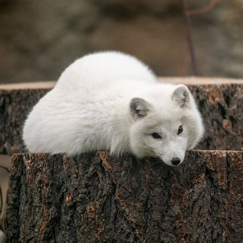 Arctic Fox Cubs Winter