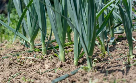 Teigne Du Poireau Astuces Naturelles Pour Lutter Contre Ce Parasite