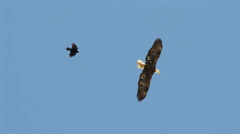 Dch0011 Crow Chasing After Indifferent Eagle Yukon430sw Flickr