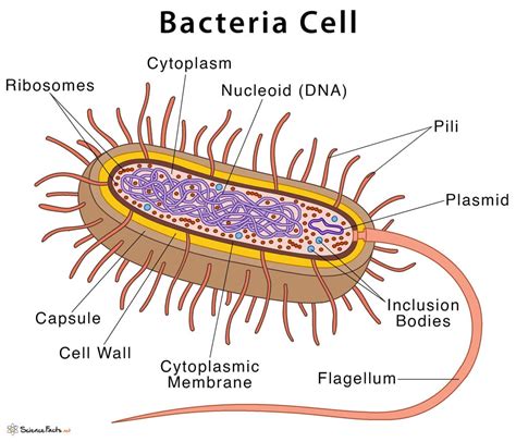 Bacteria cells