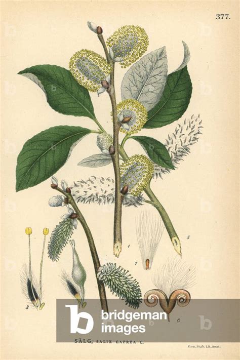 Image Of Goat Willow Or Pussy Willow Tree Salix Caprea
