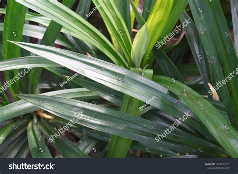 Pandan Leaves Important Component Cooking Traditions Stock Photo