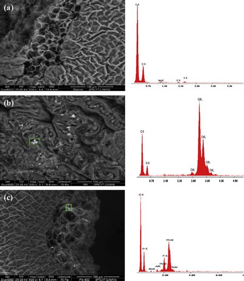 SEM Micrographs And EDX Spectra Of The CS Samples A CS B CS Cd