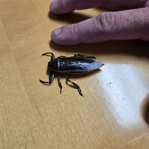 Live Giant Water Bugs – Live Aquaponics