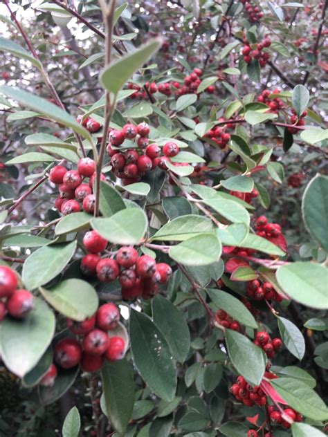 Cotoneaster Pannosus Picturethis