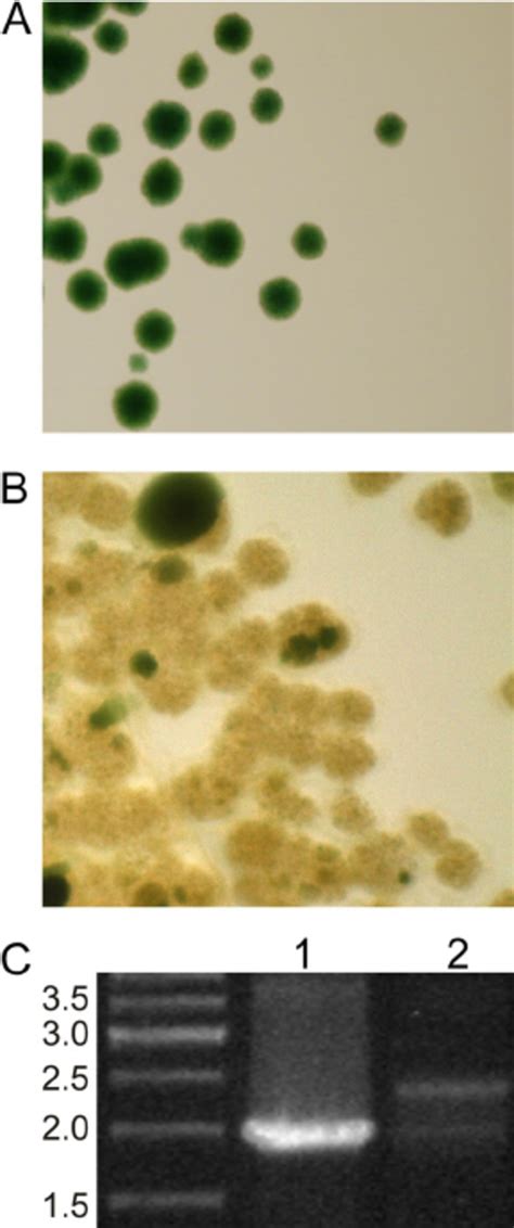 The PcyA Gene Is Apparently Essential In Synechococcus Sp Strain PCC