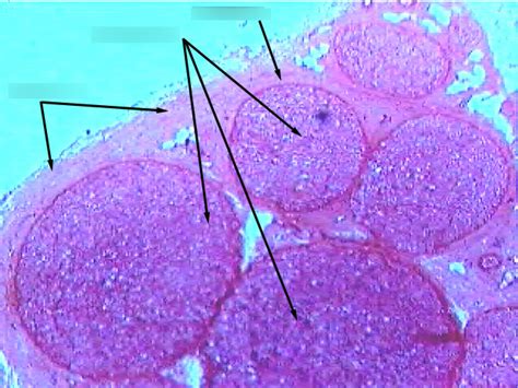 Histology Lab Exam 3 Nerve Cross Section Diagram Quizlet