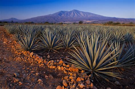 Paisaje Agavero Tequila Jalisco Paisajes Jalisco Mexico Lindo