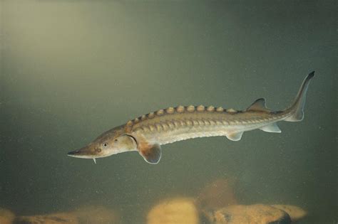 atlantische steur ecopedia