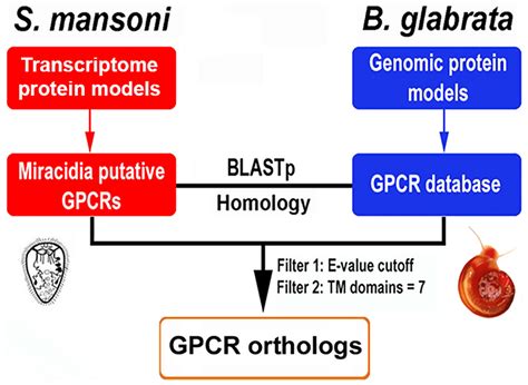 Workflow For Identification Of Shared Gpcrs Mined From The B Glabrata Download Scientific