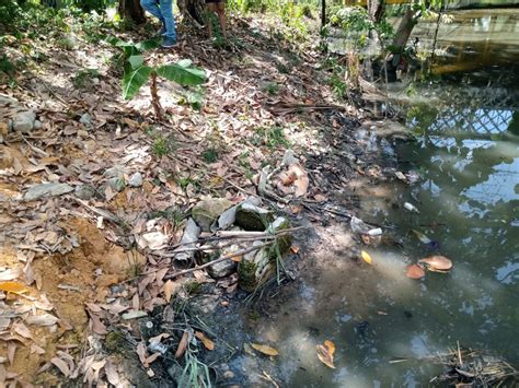 Partes de corpo esquartejado são encontrados em igarapé do Parque dos