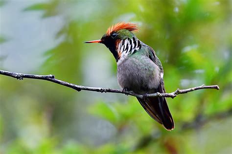 Foto Topetinho Vermelho Lophornis Magnificus Por Rudimar Cipriani