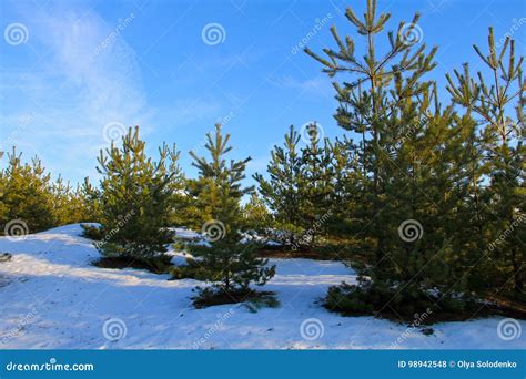 Green Pine Trees In Forest On Winter Stock Photo Image Of Silence