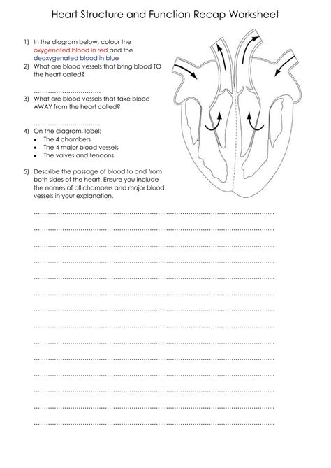 Heart Anatomy Worksheets