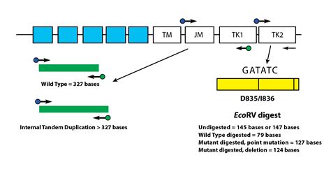 Leukostrat Cdx Flt Mutation Assay Invivoscribe