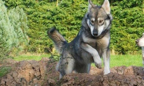 International breeders of British Timber Dogs and Northern Inuit dogs | Northern inuit dog, Dogs ...