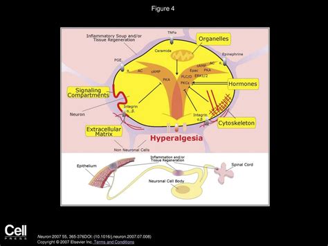 Signaling Pathways In Sensitization Toward A Nociceptor Cell Biology