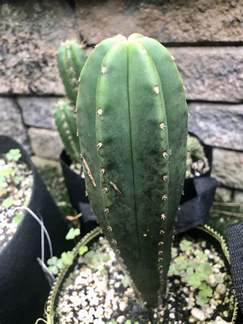 Scop Hulk X Scop Sanpedrocactus