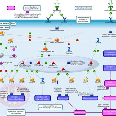 Adiponectin In Pathogenesis Of Type 2 Diabetes Pathway Map By Metacore Download Scientific