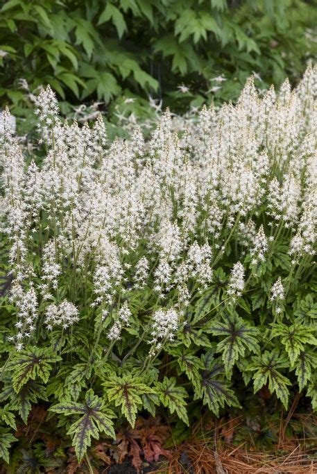 20 Best Hosta Companion Plants What To Plant With Hostas Shade