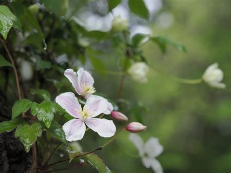 Mountain Clematis A Vigorous Choice Ideal For Covering A Garden
