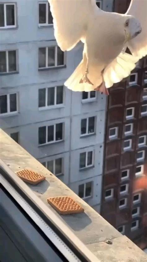 Pin di Мирина su Птицы | Video di animali divertenti, Foto con animali ...