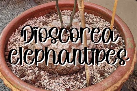 Dioscorea elephantipes 'Elephant's Foot Plant' : r/succulentcare