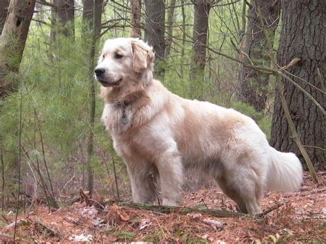 Golden retriever – Blogs Monitor